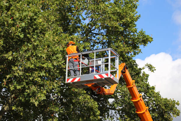 How Our Tree Care Process Works  in  Kechi, KS